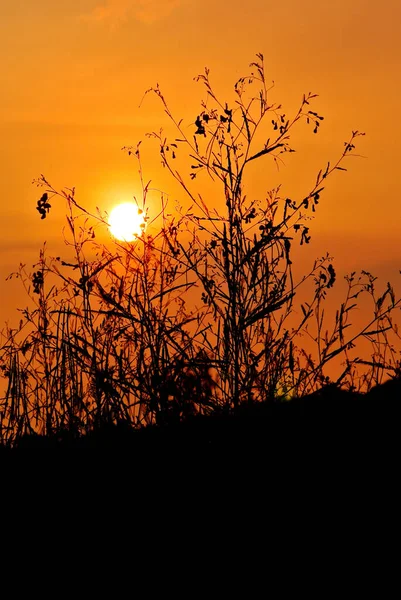 Ciel Couchant Avec Silhouette Plante Premier Plan — Photo