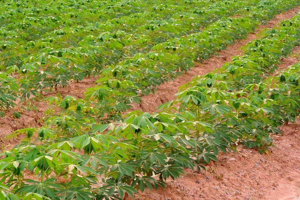 Copacul Cassava Crește Fermă — Fotografie, imagine de stoc