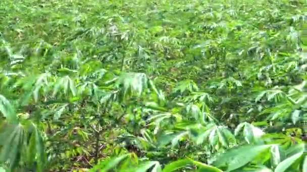 Cassava Tree Farm Movement Wind — 图库视频影像