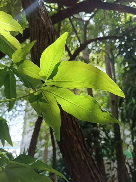 バックライト付き植物の葉 — ストック写真