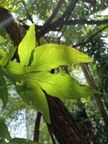 バックライト付き植物の葉 — ストック写真
