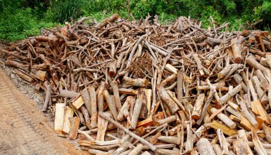 Yerde kesilmiş bir grup odun.