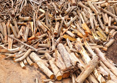 Yerde kesilmiş bir grup odun.