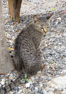 Yerde oturan sevimli kedi.