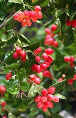 Ağaçta Karunda meyvesi, tropikal meyve ve bitkisel