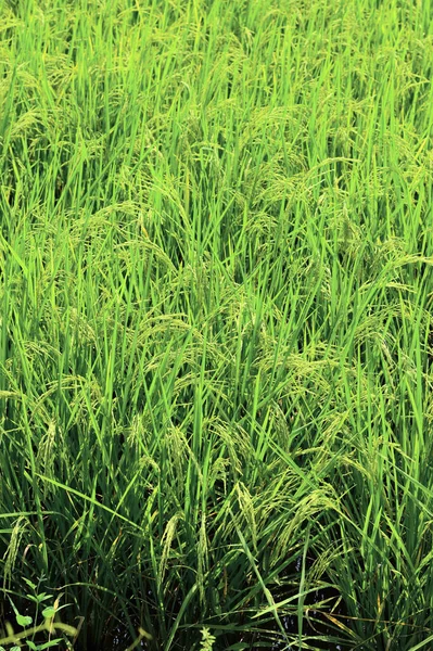 Campo Arroz Agricultura Biológica Fundo — Fotografia de Stock