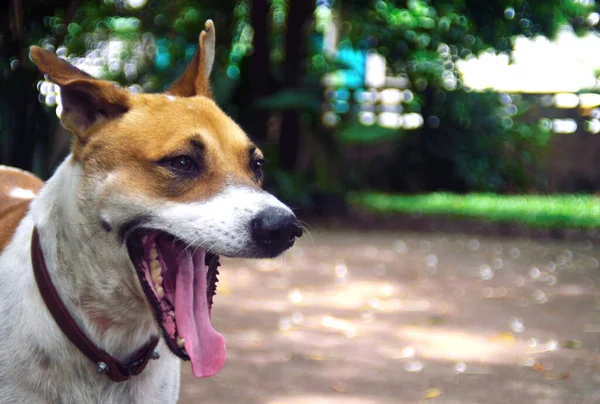 Ritratto Cane Aperto Montare Spettacolo Tounge — Foto Stock