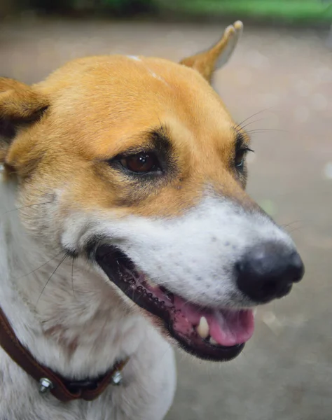 Face Dog Animal Portrait — Stock Photo, Image