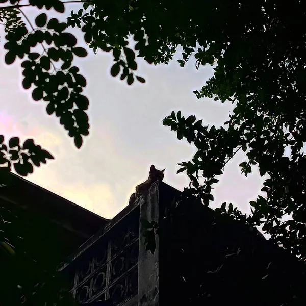 Silhouette of cat at rooftop with tree canopy