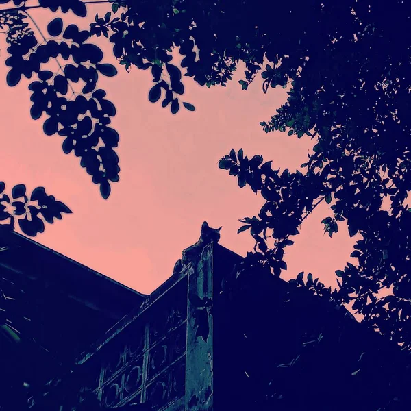 Silhouette of cat on rooftop with tree canopy and pink sky