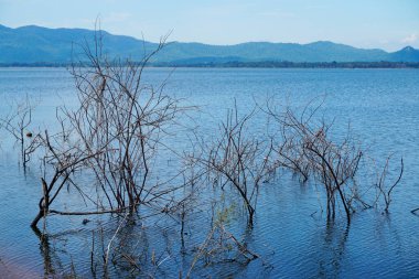 Su deposundaki kurumuş ağaç, dağ ve mavi gökyüzü arka planına sahip.