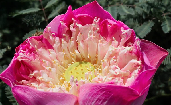 Pink Lotus Flower Blossom Close Shot — Stock Photo, Image