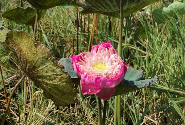 Pink Lotus Flower Blossom Leaf Grass — Stockfoto