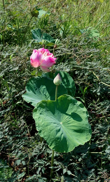 Pink Lotus Flower Blossom Leaf Grass — Fotografia de Stock