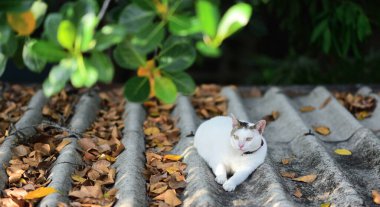 Çatıda yeşil yapraklı kedi dinleniyor. 
