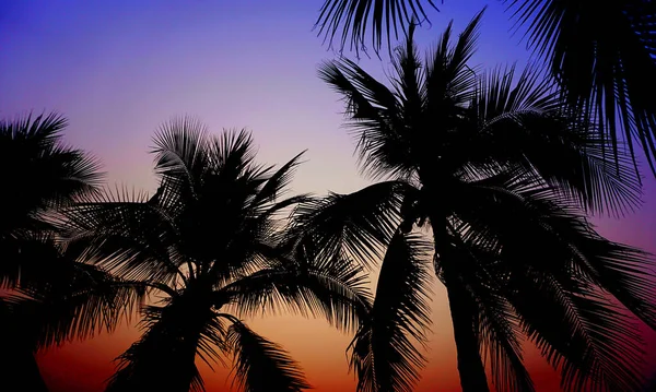 Coconut Tree Silhouette Twilight Sky Background — kuvapankkivalokuva