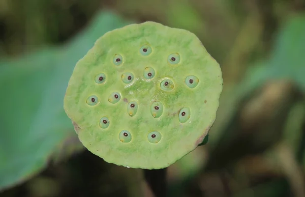 Lotus seed pod on green leaf background