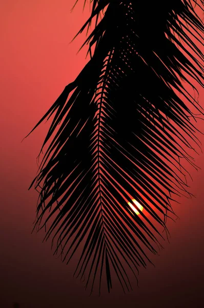 Силуэт Пальмы Закатным Небом — стоковое фото