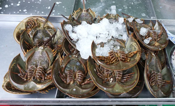 Group of horseshoe crabs on tray with ice