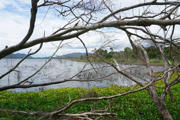 Árvore Caída Lado Lago Natureza Backgorund — Fotografia de Stock