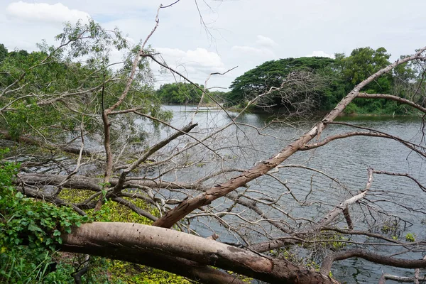 Árvore Morta Caída Lado Lago Paisagem Rural — Fotografia de Stock