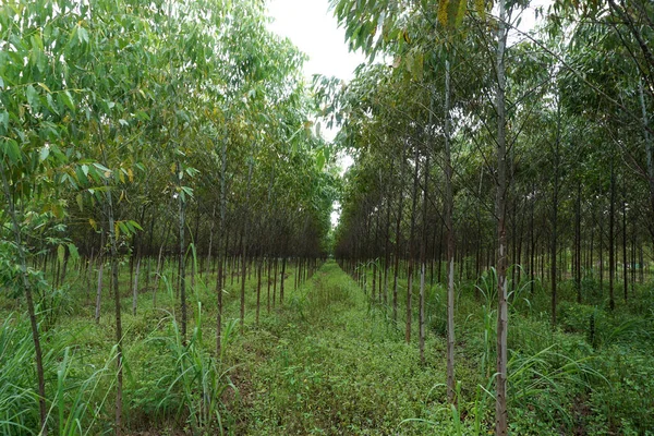 Eucalyptus Tree Forest Agriculture Background — Zdjęcie stockowe