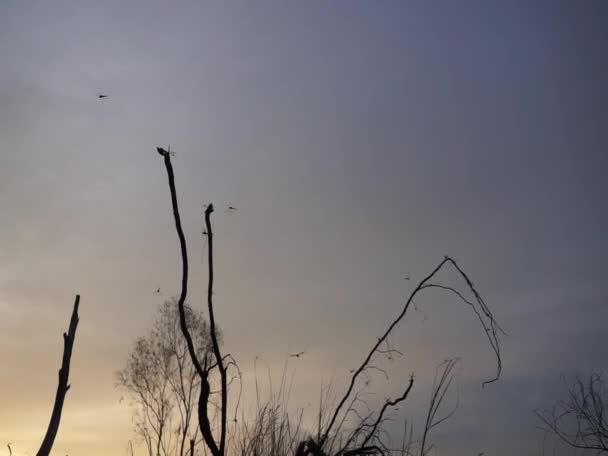 Grupo Libélula Voando Sobre Silhueta Planta Com Céu Por Sol — Vídeo de Stock