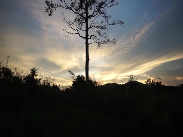 Silhouette Tree Dramatic Sky Background Tilt Shot — Stock video