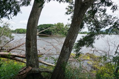 Tree beside lake with fallen tree