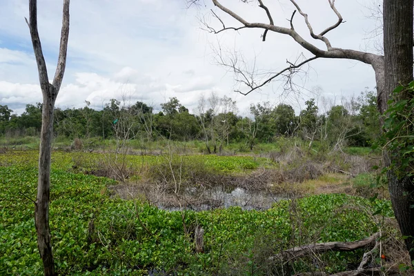 Tree Plant Reservoir Landscape — 图库照片