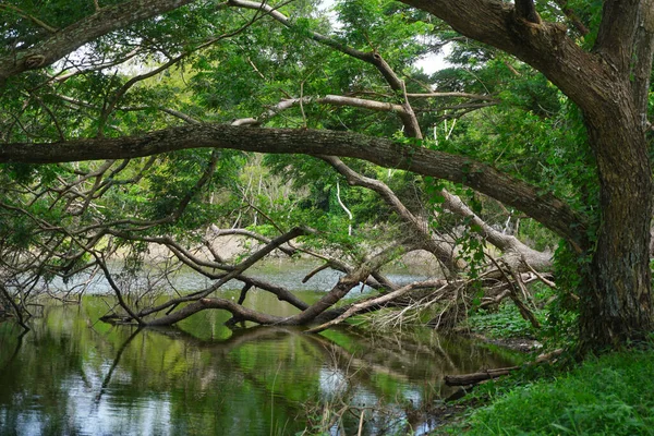 Tree Pond Forest Nice Nature Landscape — Fotografia de Stock