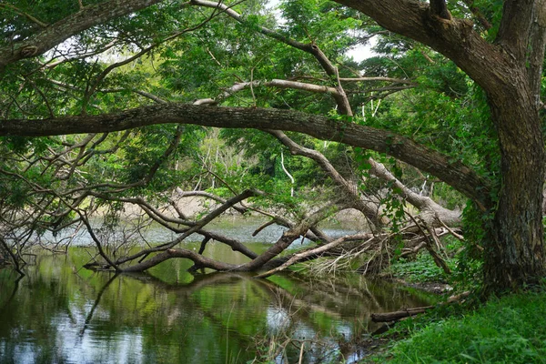 Tree Pond Forest Nice Nature Landscape — 스톡 사진