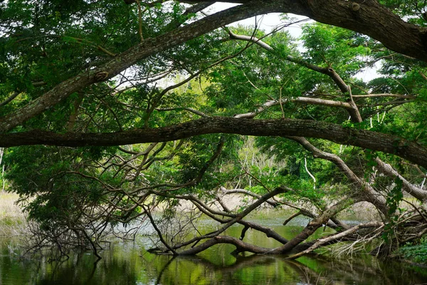 Tree Pond Forest Nice Nature Landscape — Fotografia de Stock