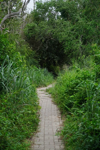 Forest Path Trail Forest — Fotografia de Stock