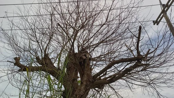 Leafless Tree Close Shot Electricity Wire Background — Zdjęcie stockowe