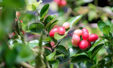 Karonda fruit blooming at tree, Thai fruit