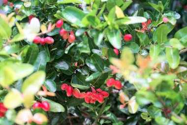 Karonda fruit blooming at tree, Thai fruit