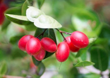 Karonda fruit blooming at tree, Thai fruit