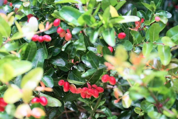 Karonda fruit blooming at tree, Thai fruit