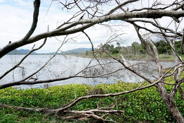 Fallen Tree Lake Nature Backgorund — Stockfoto