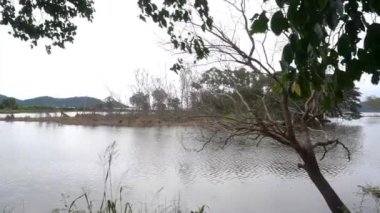 Leafless tree with lake background
