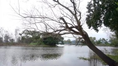 Leafless tree with lake background
