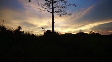 Silhouette of tree with dramatic sky background tilt up shot