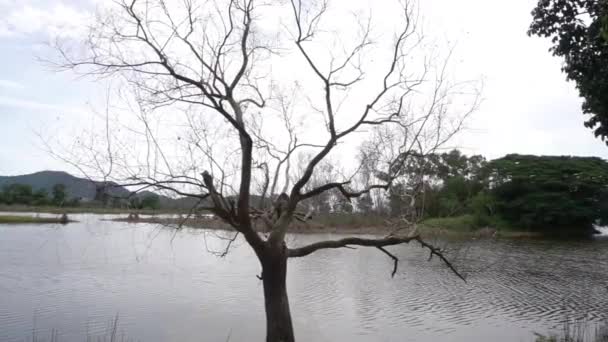 Leafless Tree Lake Background — Video