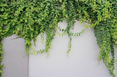 Green leaf of plant at wall, Fresh vertical garden
