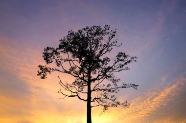Silhouette giant tree with dramatic sky background, Nature background