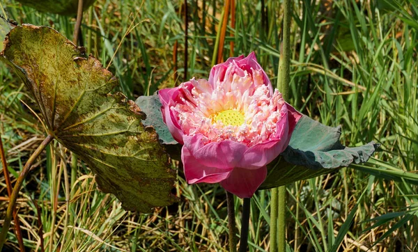 Pink Lotus Flower Blooming Close Shot — Stock Photo, Image