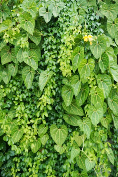 Vertical Garden Background Nice Leaf Plant Texture Background — Stock Photo, Image