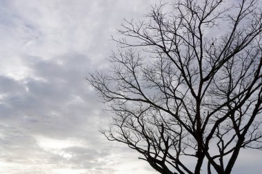 Silhouette of leafless tree with cloudy sky background