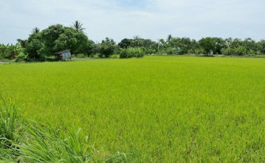 Rice field in countryside, Agriculture background